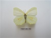 藏品(粉蝶科)的圖片